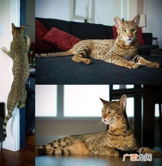 阿瑟拉猫堪称猫中贵族 世界上最贵的猫