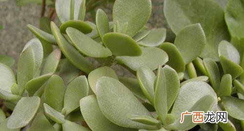 多肉植物燕子掌有毒吗 多肉燕子掌有毒吗