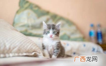 怎么判断猫咪是不是软便 怎么判断猫咪有没有软便