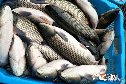 具体怎样操作 钓草鱼用什么打窝最好