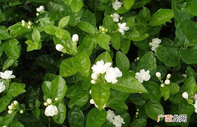 茉莉花有毒吗 能在家里养吗 茉莉花有毒吗