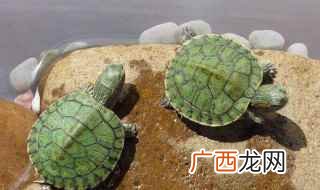 最适合新手养的10种乌龟 什么品种的龟好养，什么品种龟最好养