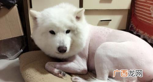 狗狗秋天得了皮肤病要剃毛怎么办 狗狗的毛剃光了好不好