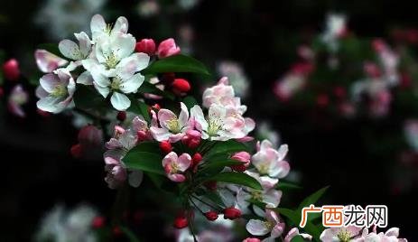 海棠花一年四季都开花吗看品种 海棠花几月开
