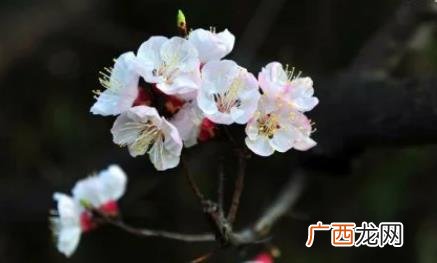 生肖按照立春还是春节 生肖是以立春开始还是春节开始