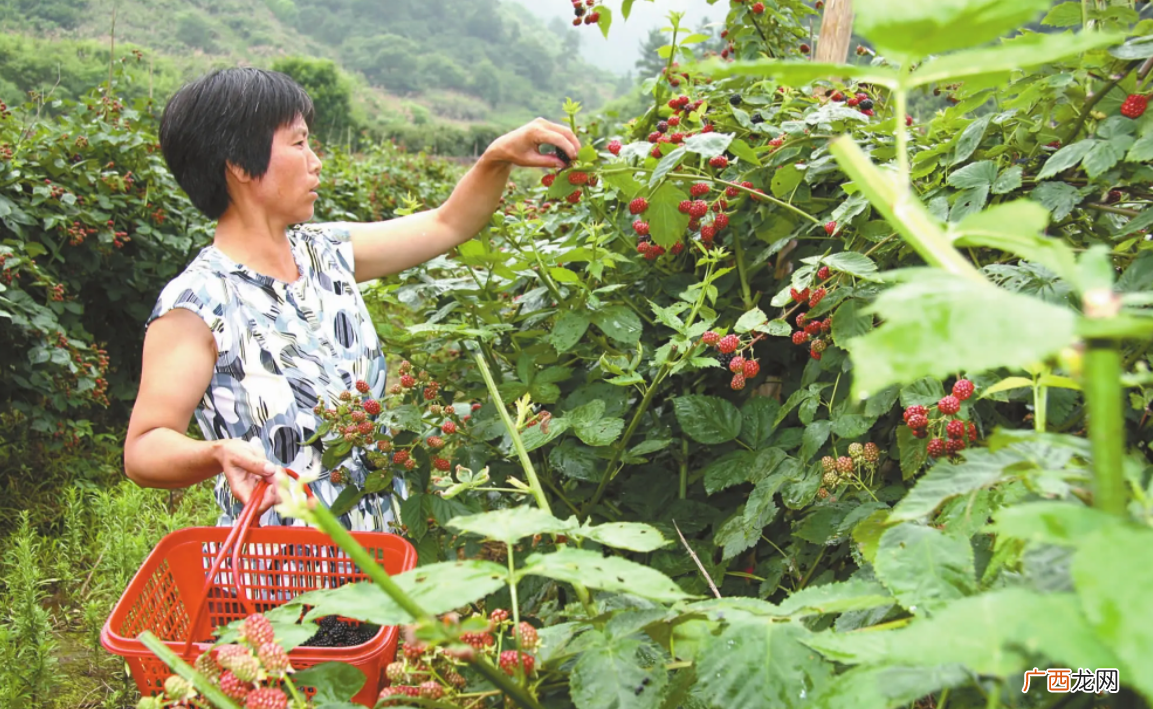 酸酸甜甜的树莓有什么营养 树莓什么味道好吃吗