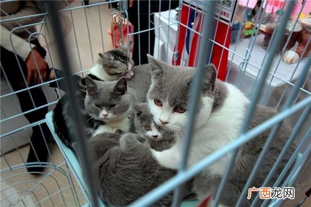 蓝猫多少钱一只正常价 蓝猫多少钱一只