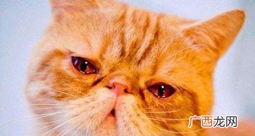 猫咪泪痕擦不掉怎么回事 猫流泪是伤心还是生病