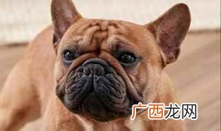 法国斗牛犬不是首要的选择 法国斗牛犬的优缺点