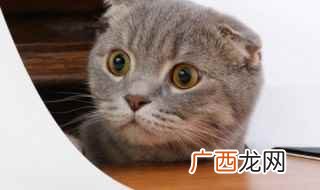 英国短毛猫、布偶猫、曼基康猫、缅因猫、橘猫、金吉拉、加拿大无 温顺好养的猫