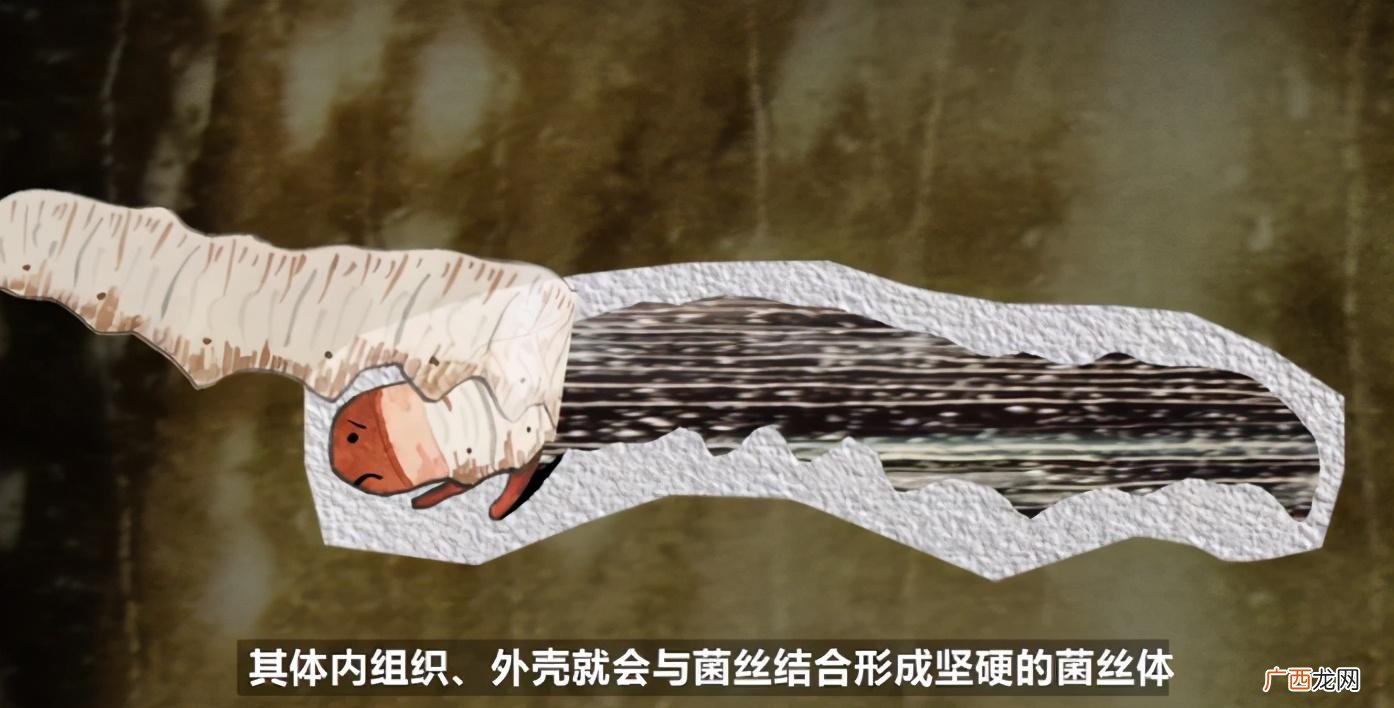 产地最好的是哪里 冬虫夏草是植物还是动物