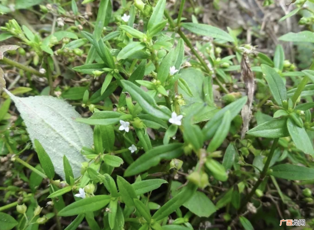 白花蛇舌草，是珍贵的药草，一年可收割2次 白花蛇舌草的图片什么样子
