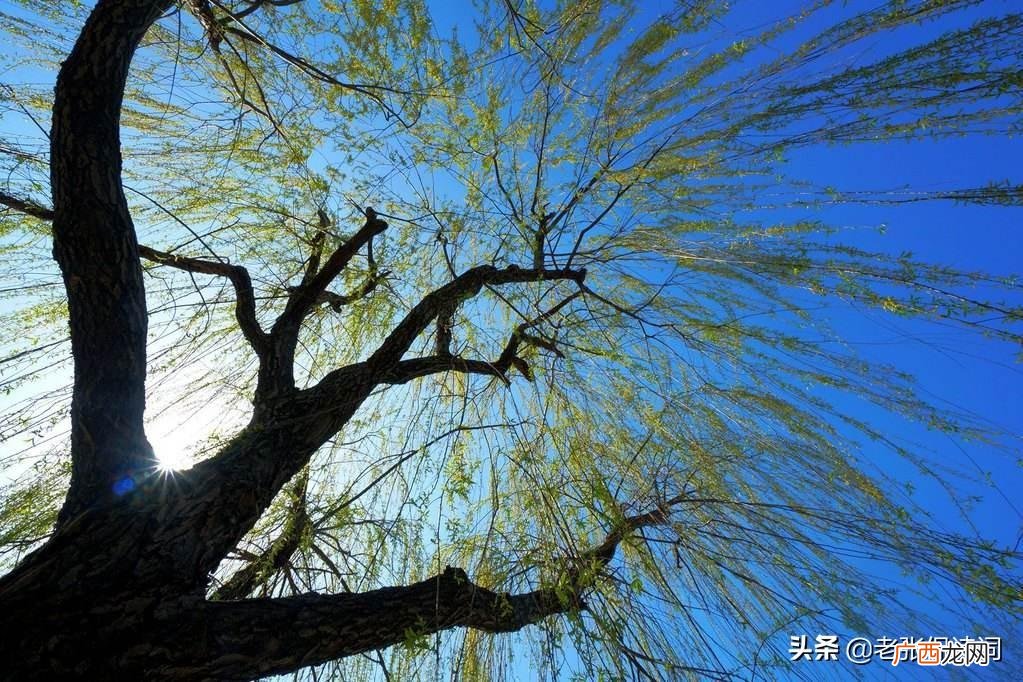 贺知章咏柳全诗诗句表达的意思 咏柳的诗意古诗赏析