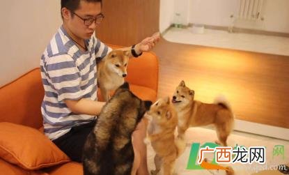 狗吃人的大便是缺少什么东西吗 狗吃人屎有危害吗