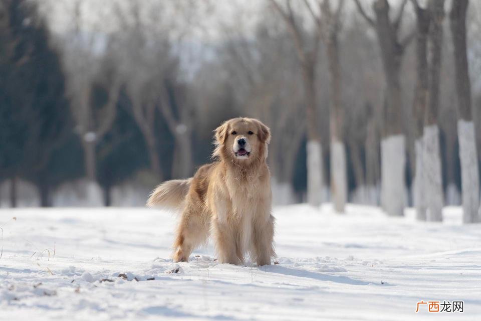 如何养好一只金毛-幼犬的训练 如何训练金毛犬