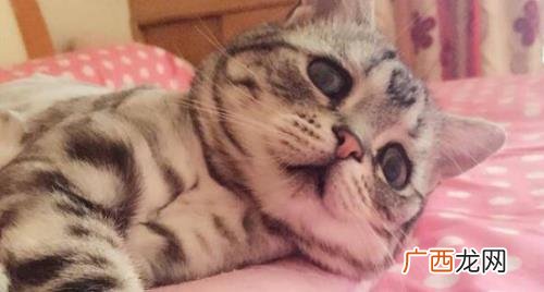 英短有虎斑猫吗 虎斑猫的寿命一般在几年