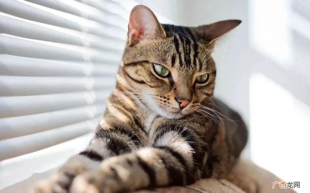 狸花猫最稀有的品相 极品狸花猫的品相