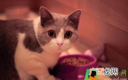 猫咪吃太油了会不会拉肚子 猫咪吃奶油会不会拉肚子