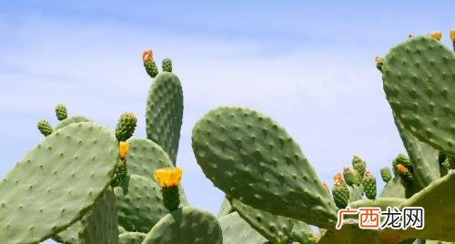 食用仙人掌对人体有何益处 仙人掌可以食用吗