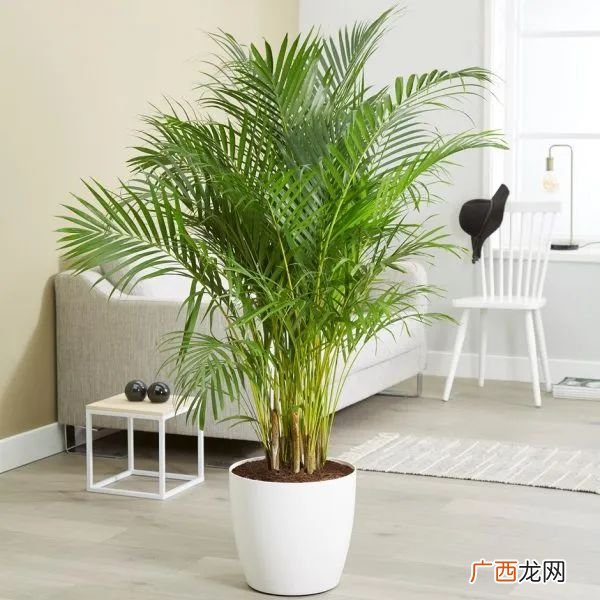 3种室内盆栽好养对身体好 客厅放什么植物好风水又好养