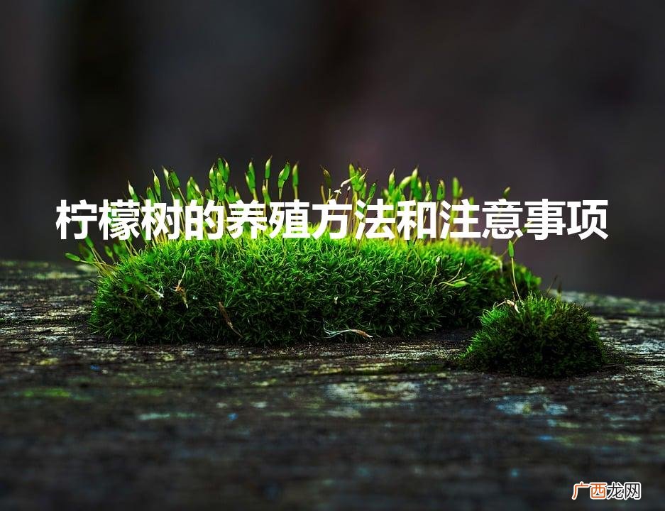柠檬树的养殖方法和注意事项温度 柠檬树的养殖方法和注意事项