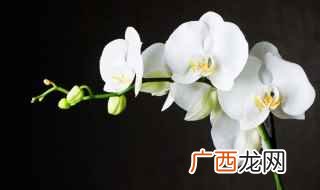 春季开花类 兰花有什么品种