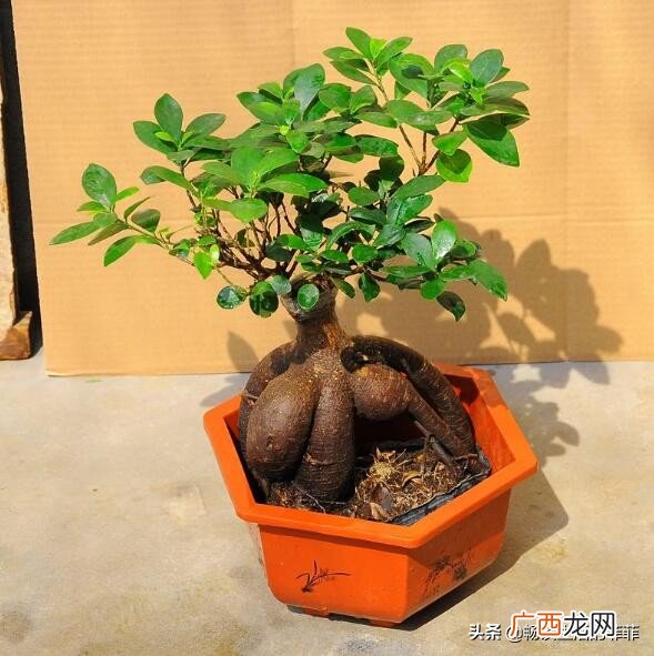 小叶榕树的风水禁忌,家中养榕树吉祥吗
