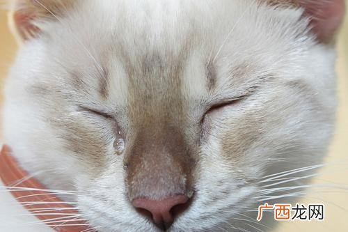 猫在悲伤或痛苦的时候会哭泣流泪吗 猫会哭吗会流眼泪吗