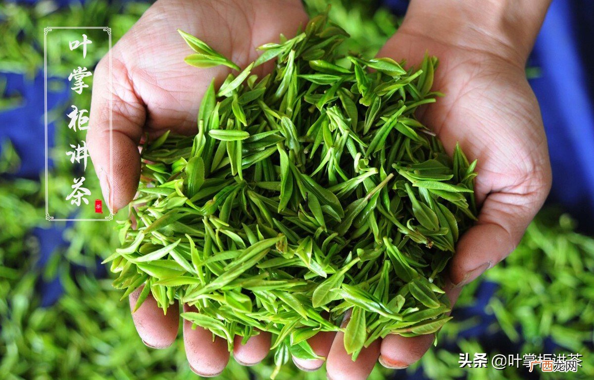 庐山云雾茶是哪个地方的茶 庐山云雾茶属于什么茶
