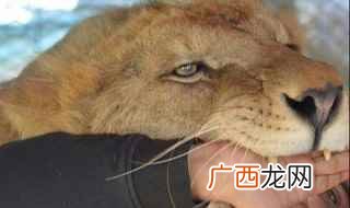 阿拉伯狼介绍 形态特征