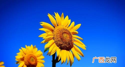清明节可以送向日葵吗 清明节送向日葵合适吗