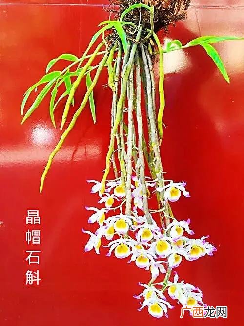 8种观赏石斛品种介绍 石斛有几种及图片