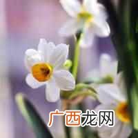百万小铃与矮牵牛哪个好养 百万小铃是矮牵牛吗