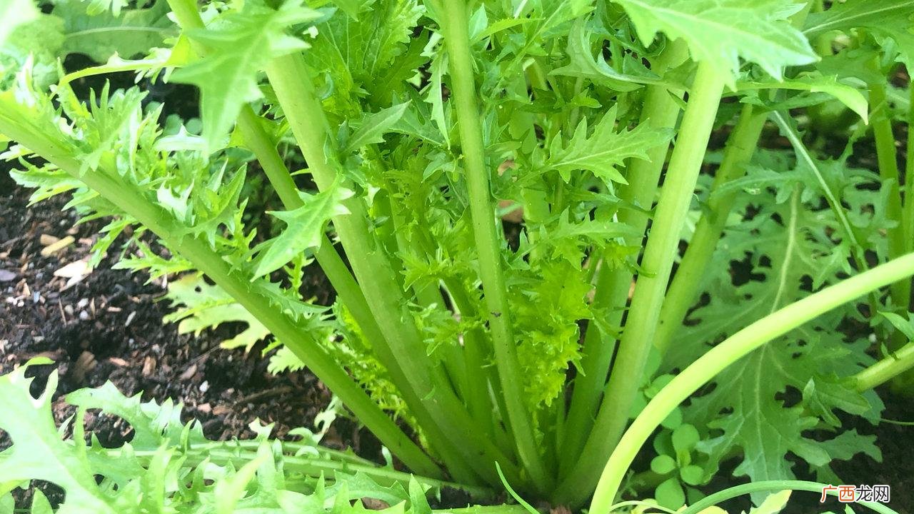农村6种适合做酸菜的青菜 做酸菜的青菜叫什么菜
