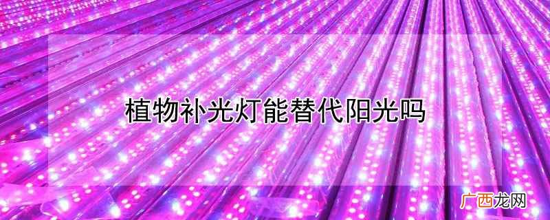 植物补光灯能不能替代阳光 植物补光灯能替代阳光吗