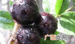 嘉宝果栽种下去的前三年都不会进行开花 嘉宝果什么时候开花