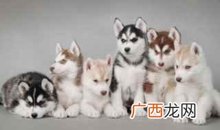 哈士奇的尴尬期是什么 买哈士奇有什么注意事项