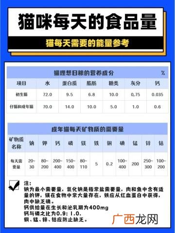 喂养要点你知道吗? 成年猫一天吃多少猫粮
