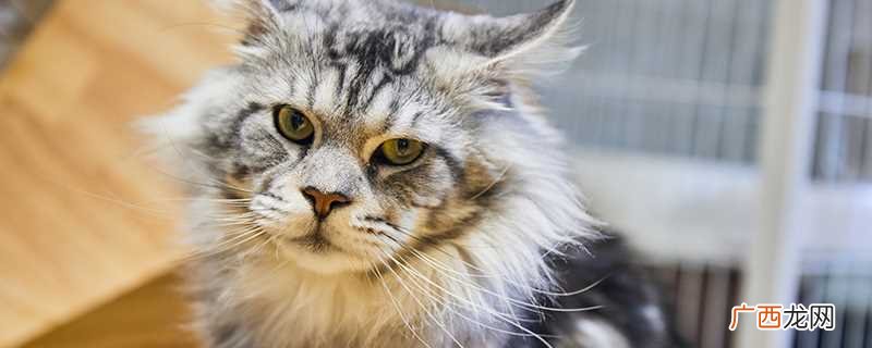 不同猫的脚掌代表什么性格 猫的脚印像什么