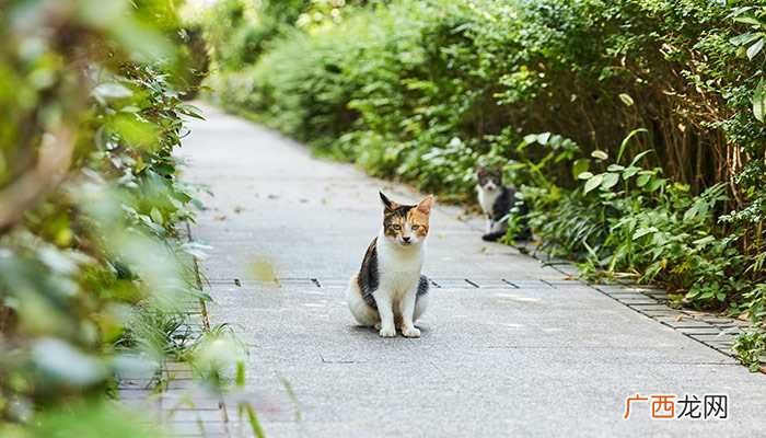 不同猫的脚掌代表什么性格 猫的脚印像什么