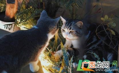 猫咪有一只眼睛流泪流黄色眼屎 猫咪的眼睛眼屎太多睁不开怎么办