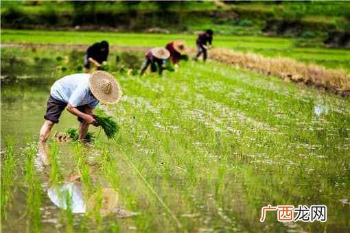 当下适合农村的8个致富好项目 农村最适合赚钱的项目有哪些