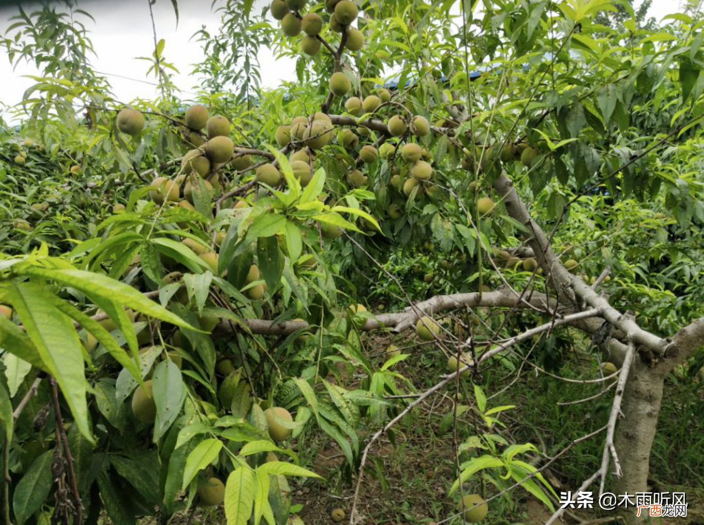 桃树流胶病预防与根治方法 桃子流胶怎么回事怎么治