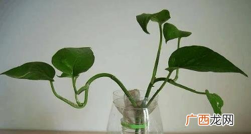 房间放绿萝除甲醛效果好吗 除甲醛的绿萝多久换一次