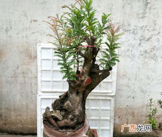 家里必须养的三种花 室内养什么花最好旺财