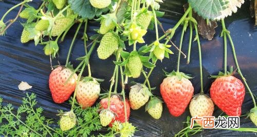 草莓种子怎么在草莓上发芽 怎样种草莓籽草莓会发芽