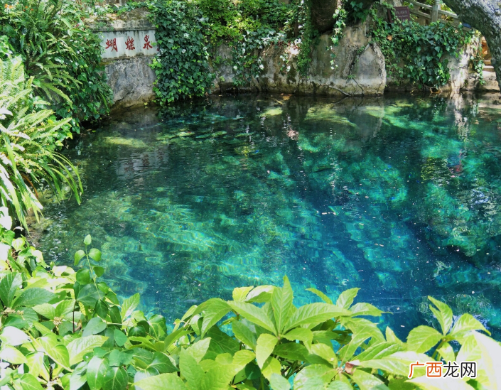 云南奇特景点蝴蝶泉景区介绍 蝴蝶泉在云南哪里