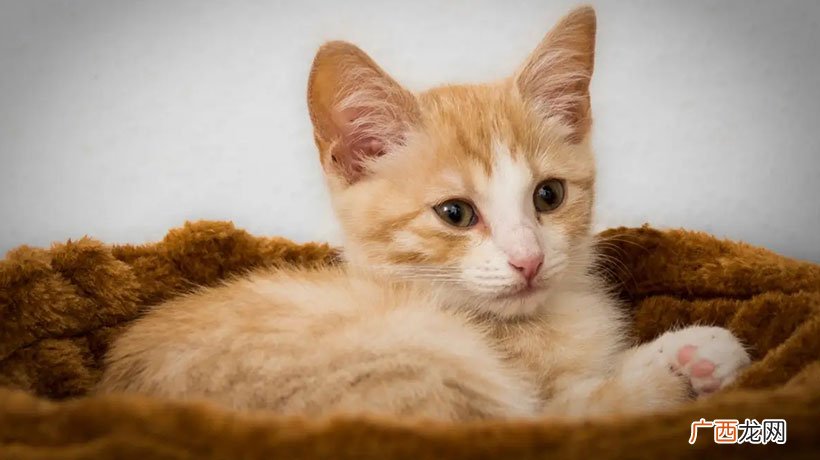 猫咪很萌很可爱的好听名字 适合女猫咪的名字大全
