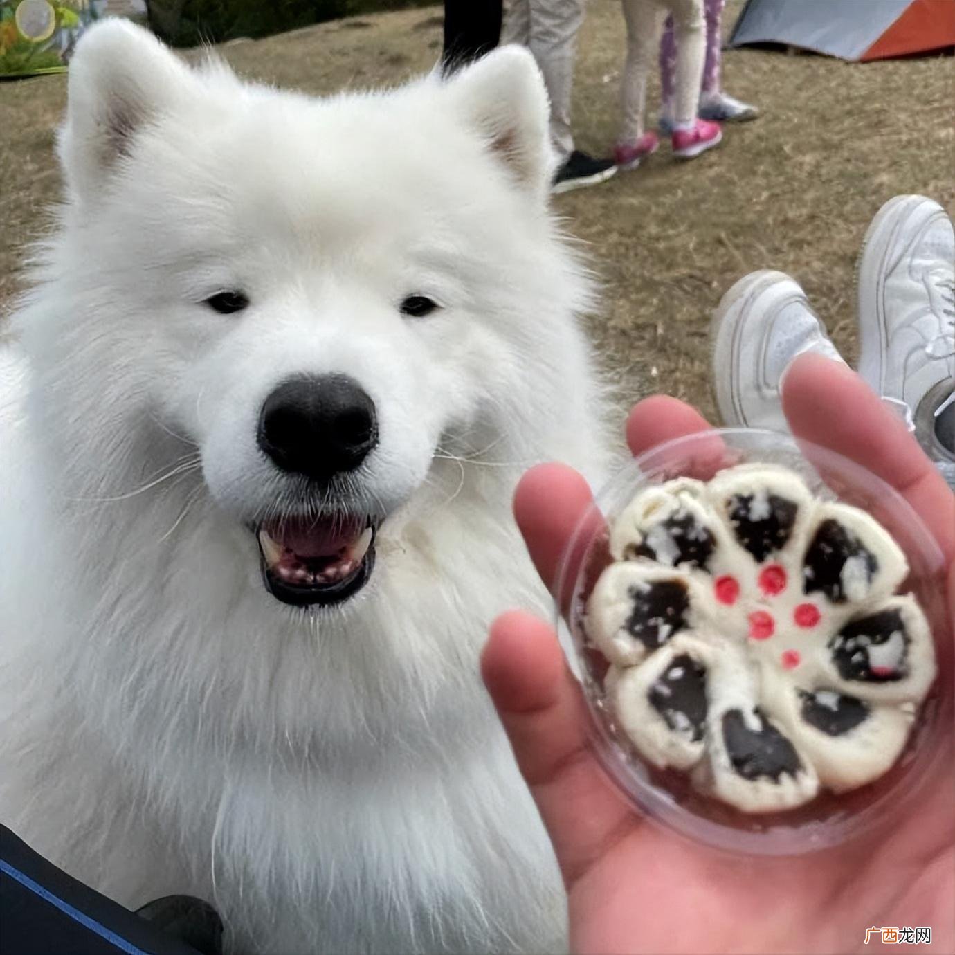 萨摩耶犬多少钱一只 为什么都不建议养萨摩耶