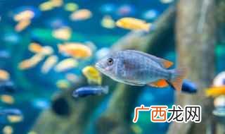 古法养鱼的重点是什么 古法养鱼怎么做水循环